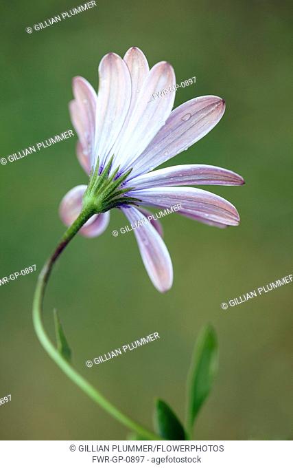 African daisy, Osteospermum 'Serenity purple', Back view of one opening flower with raindrops on a curved stem