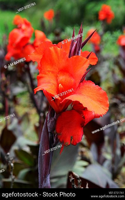 Indian shot (Canna indica) is a perennial plant native to America but naturalized in Europe, Africa, Asia and Oceania