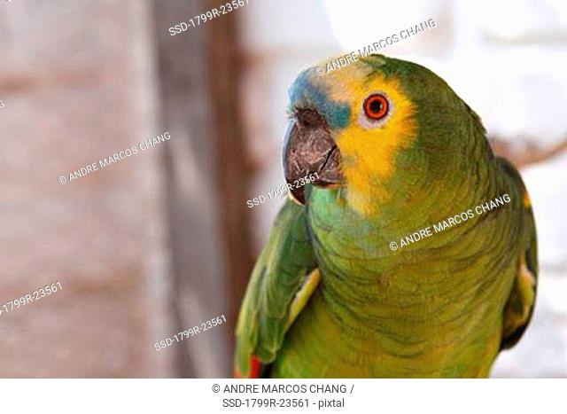 Close-up of a Blue Fronted Amazon parrot Amazona aestiva, Asuncion, Paraguay