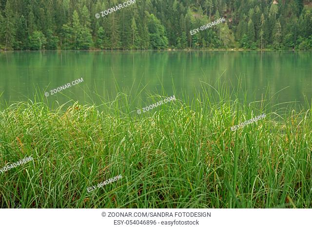 Nature shot at the Gleinkersee in Austria