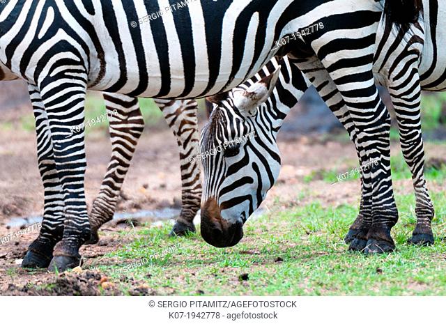 Common Zebra (Equus quagga), Masai Mara, Kenya