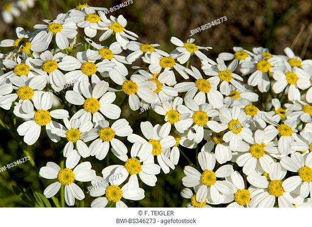 Tansy Daisy (Tanacetum ferulaceum var. latipinnum), blooming, Canary Islands, Gran Canaria