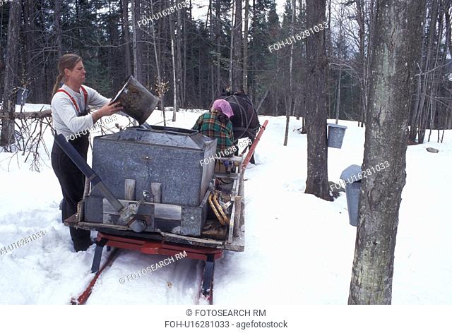 sleigh, Vermont, VT, Man pours sap into container on sleigh while collecting sap during sugaringtime on Carpenter Farm in Cabot in the snow in the early spring
