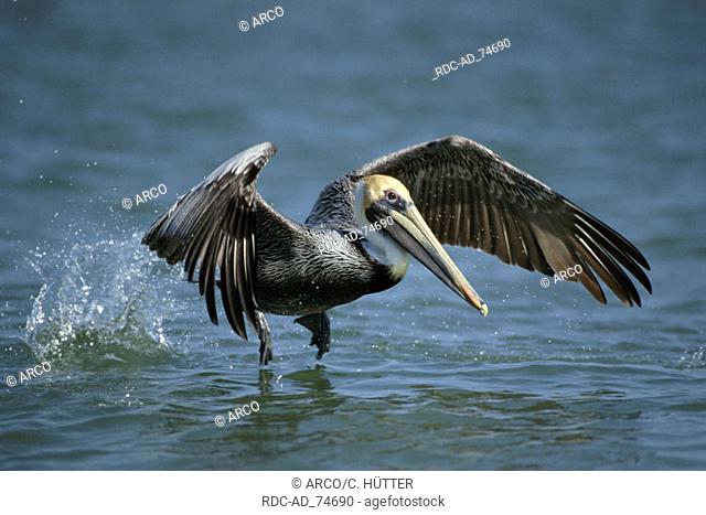 Brown Pelican Sanibel Island Florida USA Pelecanus occidentalis