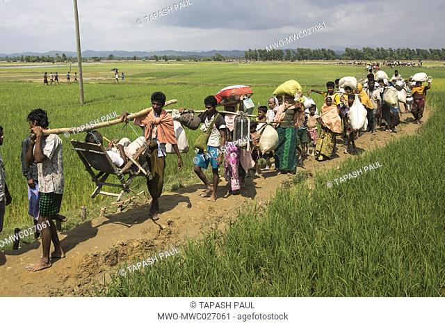 Members of Burma's Rohingya ethnic minority walk through rice fields after crossing the border into Bangladesh near Cox's Bazar's Teknaf area