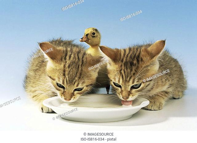 Two kittens and a duckling drinking milk