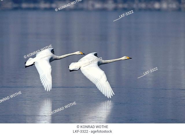 Whooper Swans in flight, Cygnus cygnus, Hokkaido, Japan