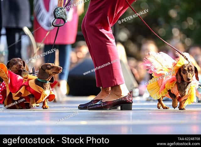 RUSSIA, ST PETERSBURG - SEPTEMBER 16, 2023: Dogs wearing fancy dresses are seen during the 2023 Dachshund parade in Skipper Garden. Peter Kovalev/TASS