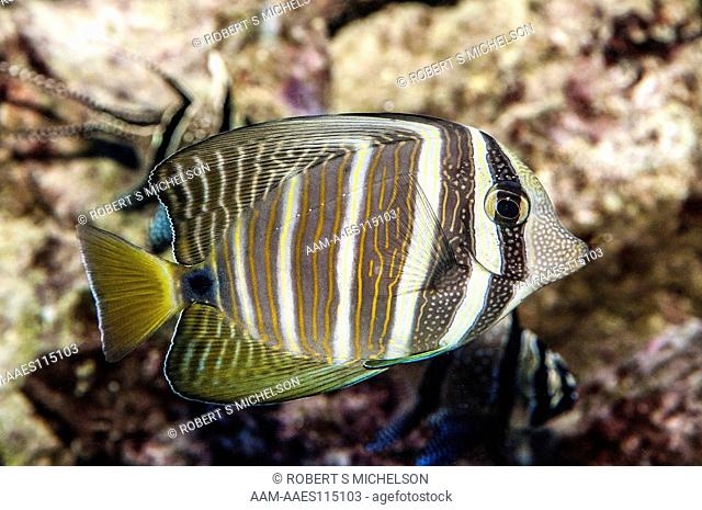 Sailfin Tang swimming right, Zebrasoma veliferum, fish, Pacific