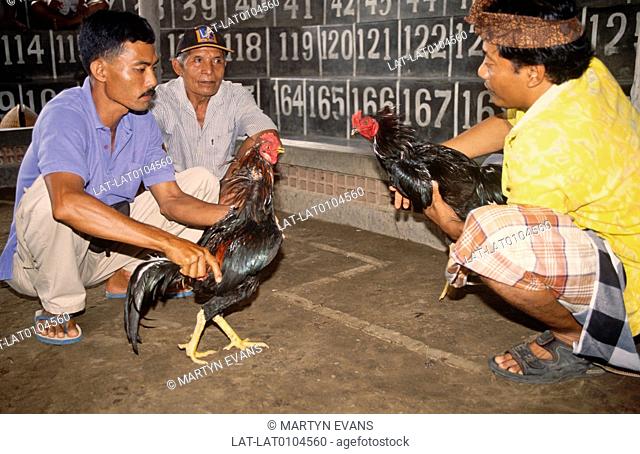 Cock fighting is a blood sport where two cocks fight for the purpose of entertainment and gambling. It is popular throughout Indonesia