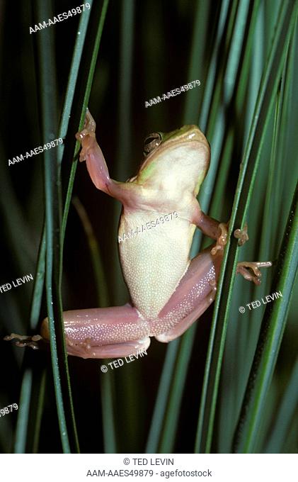 Green Treefrog (Hyla cineraea) climbing grass, underside, Everglades, Florida