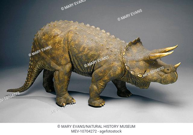A model of the dinosaur Triceratops created for the Natural History Museum, London. This dinosaur lived 65 million years ago and fossils have been found in...