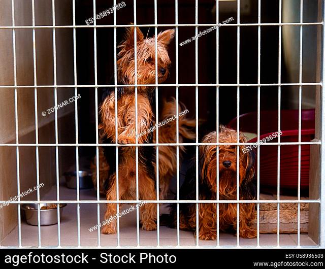 two cute strayed dogs in dog shelter