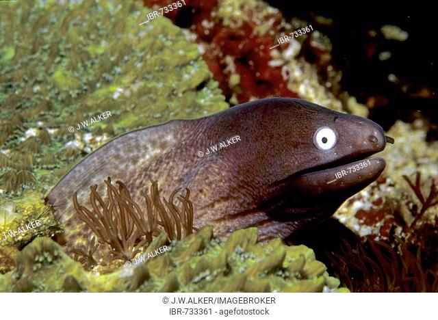 White-eyed or White Eye Moray Eel (Siderea thyrsoidea), Philippines