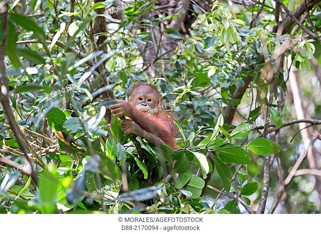 Asia, Malaysia, Borneo, Sabah, Sandakan, Sepilok Orang Utan Rehabilitation Center, Northeast Bornean orangutan (Pongo pygmaeus morio)
