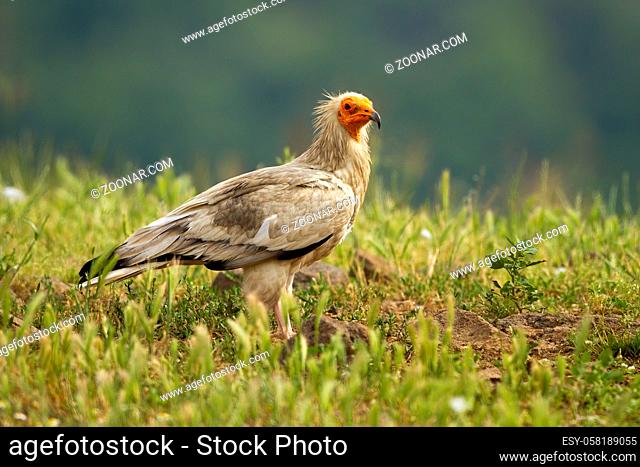 Egyptian vulture, neophron percnopterus, sitting on the ground in Rhodope Mountains, Bulgaria, Europe. White scavenger bird with yellow beak observing on meadow...