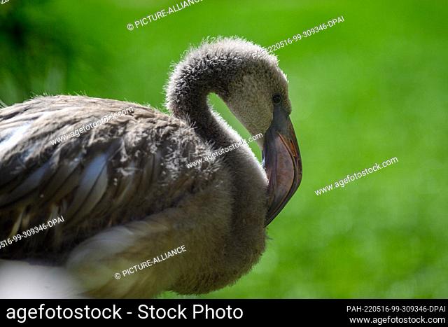 16 May 2022, Saxony-Anhalt, Magdeburg: A pink flamingo chick sits in the outdoor enclosure. The pink flamingo colony with 56 birds had moved into a newly...
