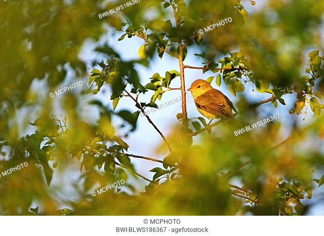 garden warbler Sylvia borin, sitting on a twig, Germany, Rhineland-Palatinate