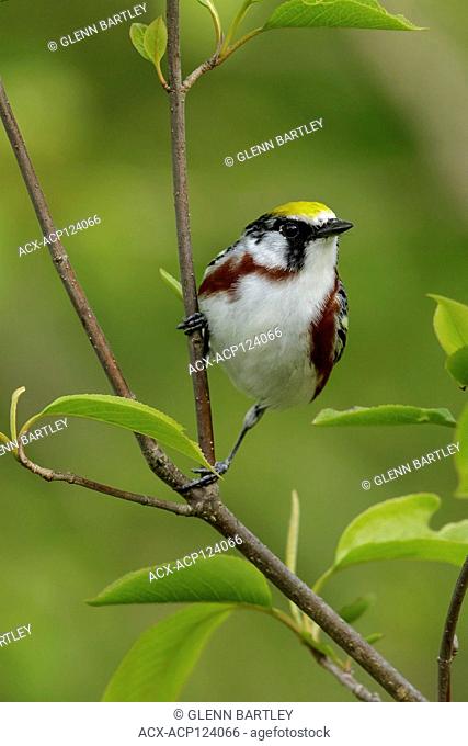 Chestnut-sided Warbler (Dendroica pensylvanica) perched on a branch in Southeastern Ontario, Canada