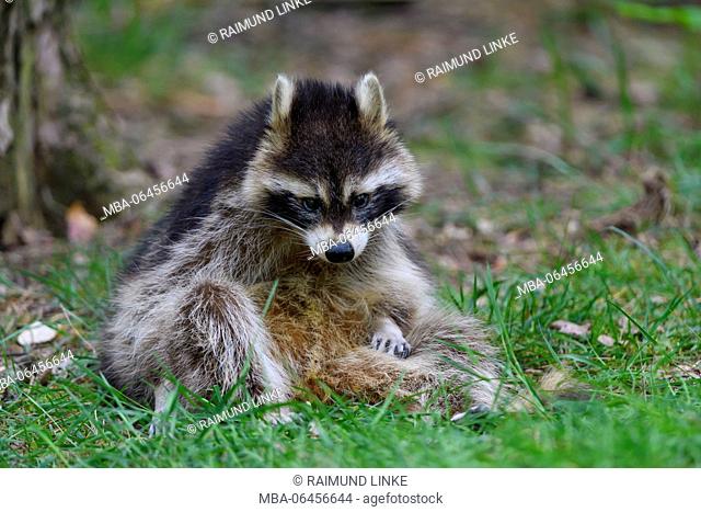 Raccoon, Procyon lotor, Germany, Europe