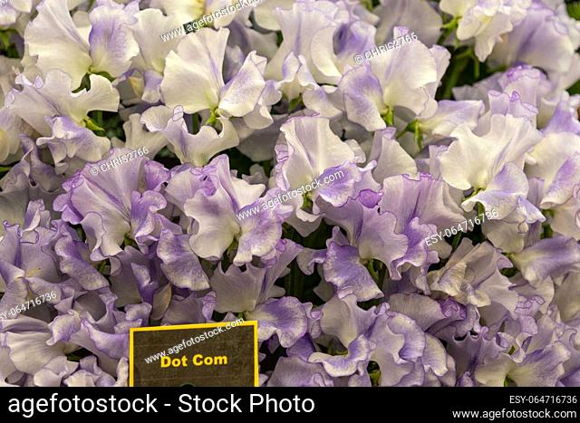 A beautiful background of Sweet pea in full bloom