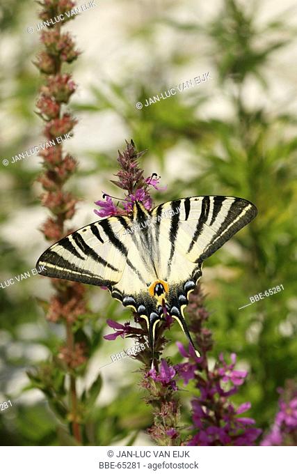 Top view of Scarce Swallowtail on Purple loosestrife