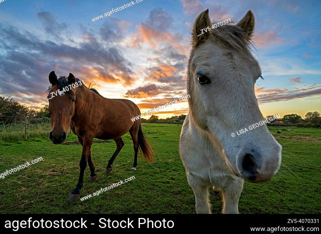 Pair of Horses-Equus caballus at sunset