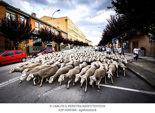 Large flock of sheep transits through the streets of the city of Soria during the transhumance routes that takes place in late spring in Spain
