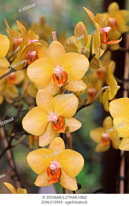 Phalaenopsis Nr. 30392, Nachtfalter-Orchidee