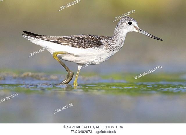 Greenshank (Tringa nebularia), side view of an adult running in a swamp, Campania, Italy