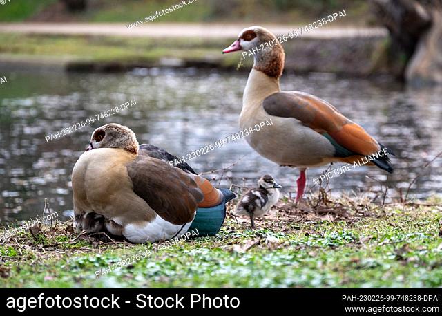 26 February 2023, Rhineland-Palatinate, Trier: A Egyptian goose lies protectively on its chicks while a young one explores the area