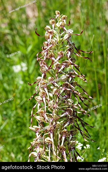 the lizard orchid is under nature protection, tuebingen, baden-wuerttemberg, germany