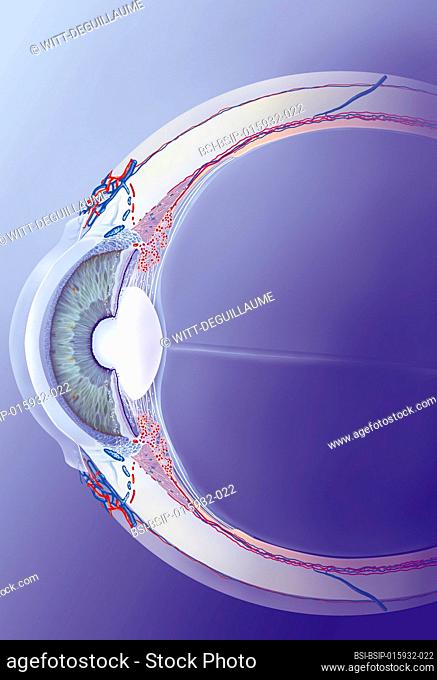Schlemm canal detail eye catch, trabeculum, aqueous humor. Section of the eye showing the main anterior structures of the eye with, behind the cornea