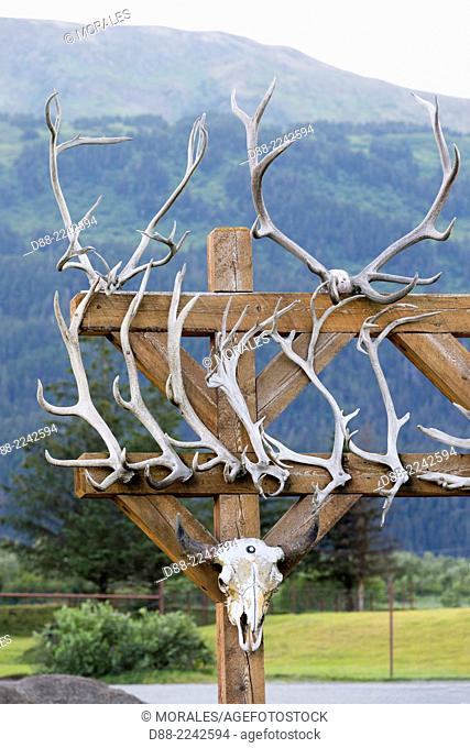 North America, United States, Alaska, Anchorage, Alaska Wildlife Conservation Center, antlers of Wapiti, Moose and Muskox