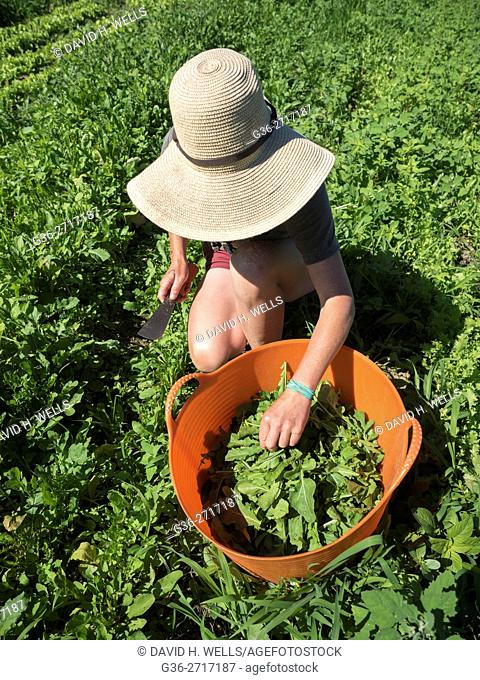 Small-scale farmer on an artisanal organic farm harvests summer greens in Johnston, Rhode Island, USA