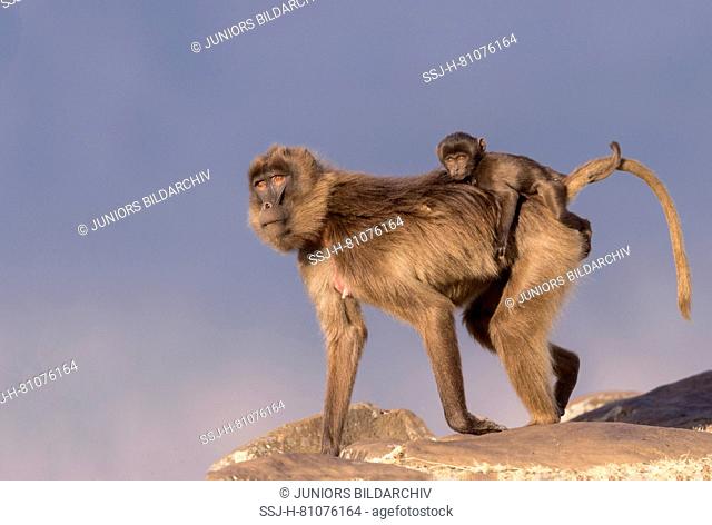 Gelada Baboon (Theropithecus gelada). Adult female with infant on her back walking on a rock. Ethiopia