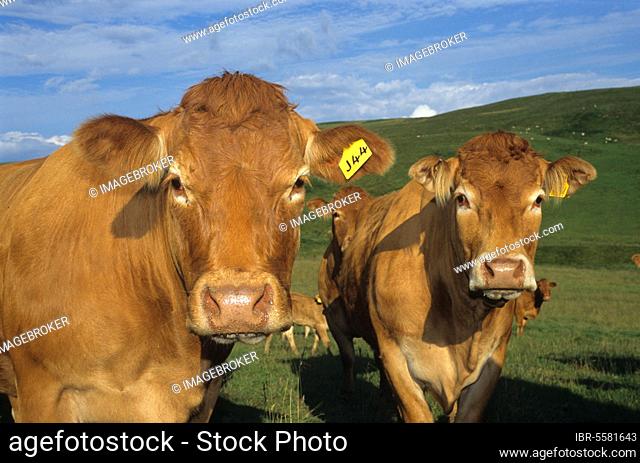 Domestic cattle, Limousin cows in field, close-up of heads, Dumfrieshire, Scotland, United Kingdom, Europe