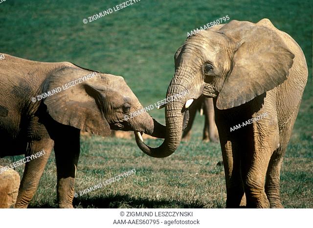 African Elephant mouthing (Loxodonta africana) for friendship & recognition
