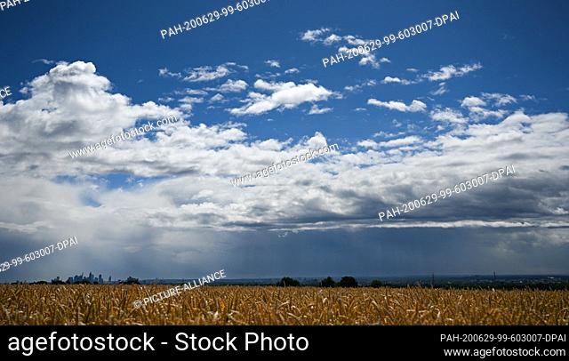 29 June 2020, Hessen, Bad Soden A.T.: The ears of a wheat field near Bad Soden in the Taunus Mountains glow in the sunshine