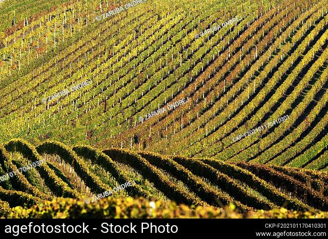 autumn colours of vineyard. Wine on field in morning sun. Harvest of bunch of grapes near Cejkovice, Czech Republic, October 20, 2020
