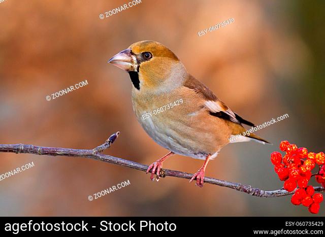 Female hawfinch, coccothraustes coccothraustes, sitting on twig in autumn nature. Small brown bird resting on branch with red berries in fall