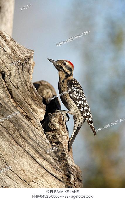 Ladder-backed Woodpecker Picoides scalaris adult male, clinging to tree trunk, Arizona, U S A , winter