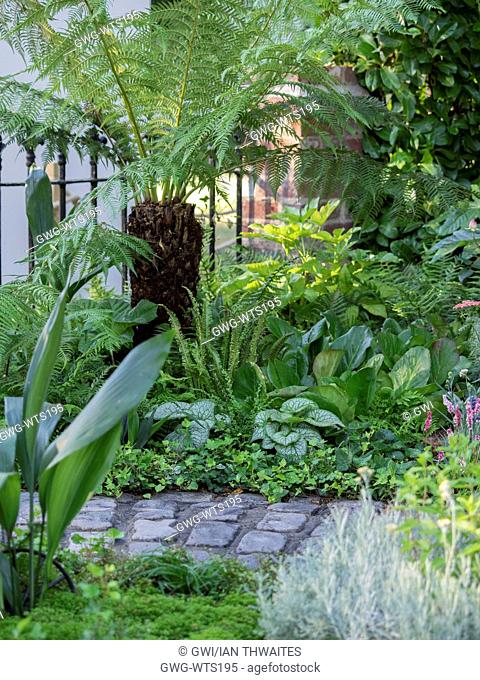 DICKSONIA ANTARCTICA UNDERPLANTED WITH HOSTA FERNS AND HEDERA