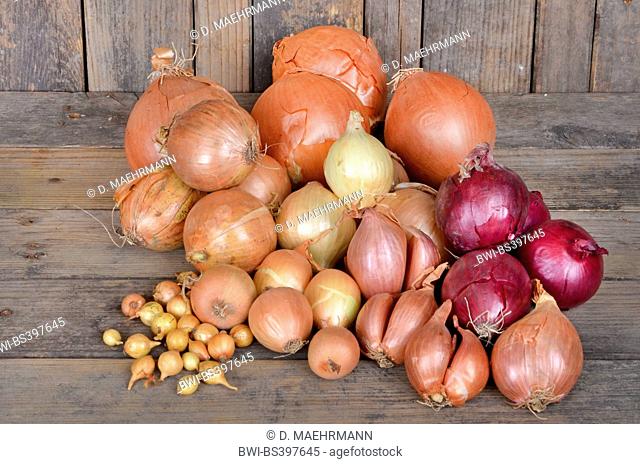 Garden onion, Bulb Onion, Common Onion (Allium cepa), different kinds of onions