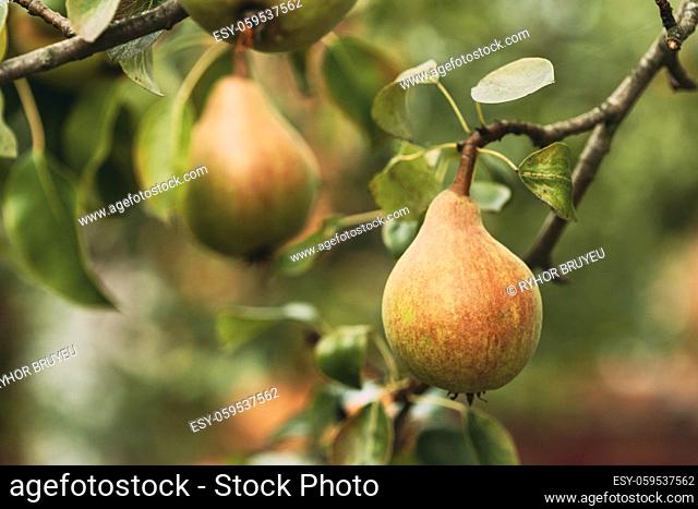 Green Ripe Pear Fruits Of Pyrus on Tree In Summer Vegetable Garden