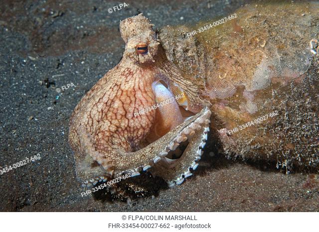 Veined Octopus (Amphioctopus marginatus) adult, sheltering in bottle, catching hermit crab on black sand, Hei Nus, Lembeh Straits, Sulawesi