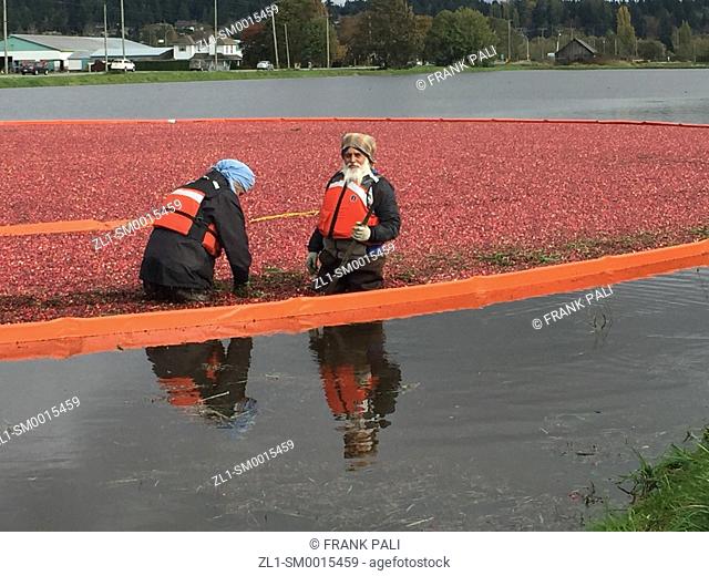 Cranberry Harvest Celebration in Delta BC. . These cranberries, are wet harvested with varied colors, are destined for processing into juice, flavoring