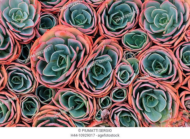 Aeonium haworthii, Australia, Ballarat, Haworth's aeonium, Victoria, pinwheel, stonecrop, succulent, plant