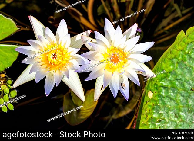 Lotusblüten auf einem Teich von oben