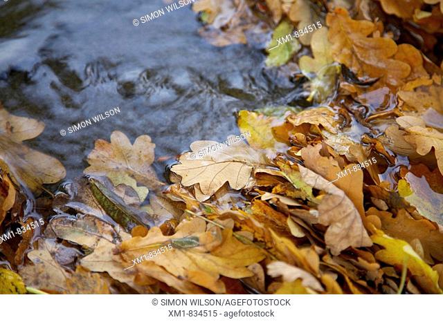 Fallen oak leaves in a stream